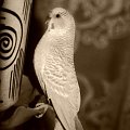 Gucio