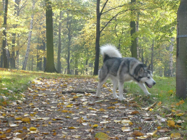 jesiennie.. #AlaskanMalamute