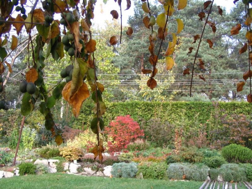 2008, jesień, ogród, kwiaty #jesień #ogród #kwiaty