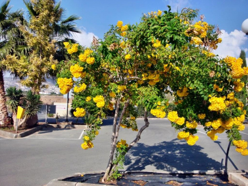 Cypr - kwiaty #KwitnąceDrzewo