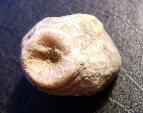Koralowiec Rugosa . Długość okazu - 1,9 cm . Wiek : ordowik – perm . Data znalezienia : 2004 .