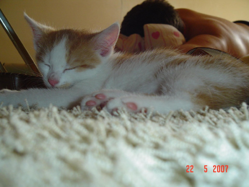 Spokojny sen #sen #koty #pupile #śpiochy