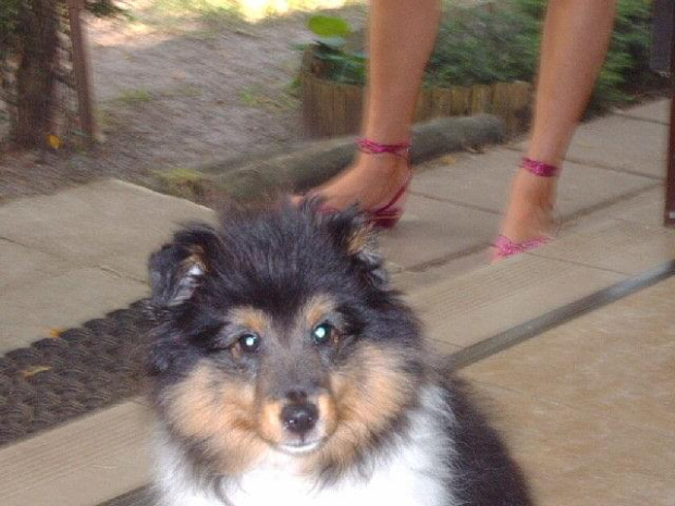 BLACK STONE Vesca Montana #sheltie