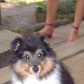 BLACK STONE Vesca Montana #sheltie