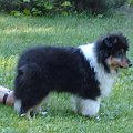 BLACK STONE Vesca Montana #sheltie