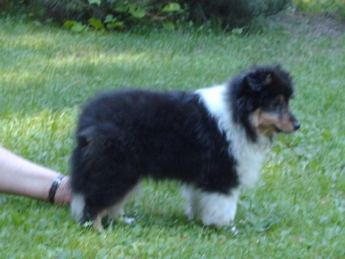 BLACK STONE Vesca Montana #sheltie