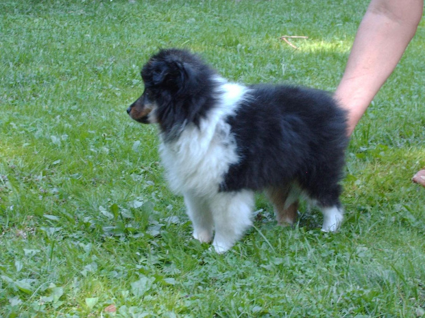 BLACK STONE Vesca Montana #sheltie