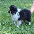 BLACK STONE Vesca Montana #sheltie