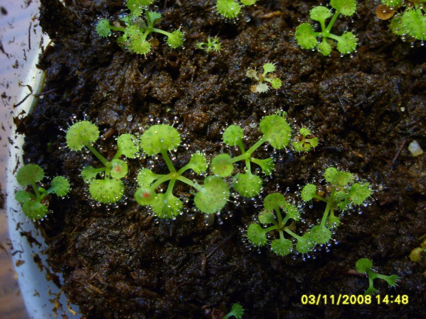 Drosera prolifera