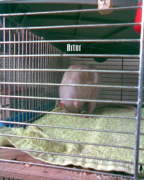 Artur 6 listopada 2008 #szczur #artur #szczurek