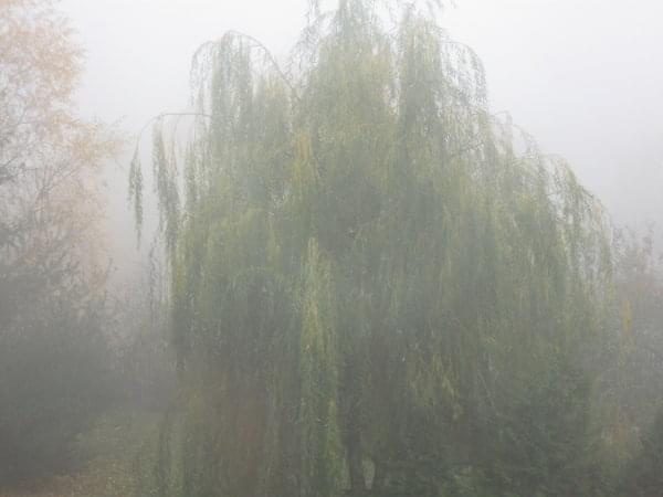 #Natura #Mgła #Wierzba