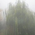 #Natura #Mgła #Wierzba