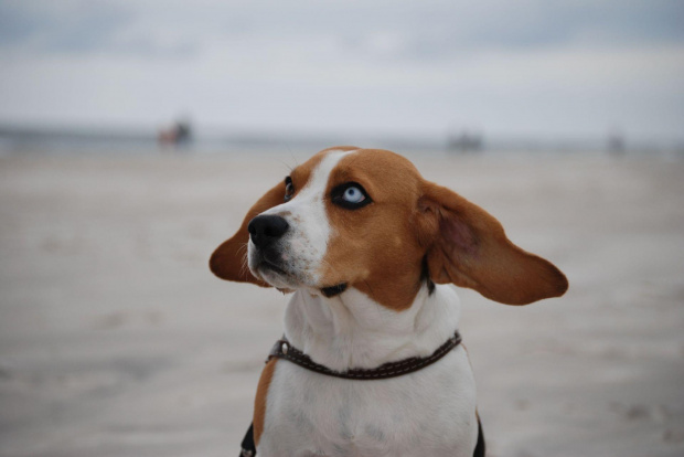 Kora 2 #Beagle #Pies