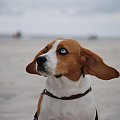 Kora 2 #Beagle #Pies