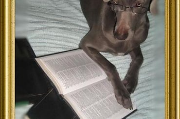 #WyżełWeimarski #wyżeł #weimaranus #weimaraners #weimar