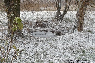 #Śrem #las #park #bagienko