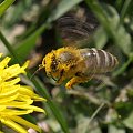 #pszczoła #owad #pyłek