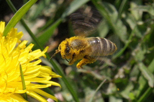 #pszczoła #owad #pyłek