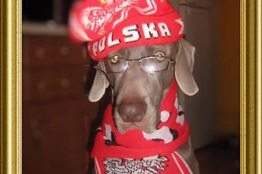 #WyżełWeimarski #wyżeł #weimaranus #weimaraners #weimar