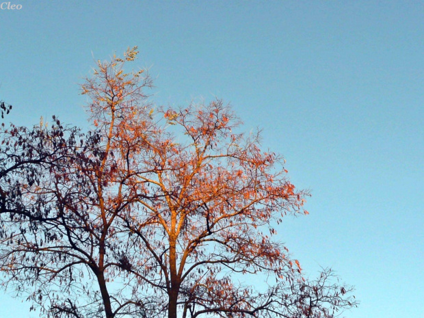 A w koronach drzew jesien...:)
