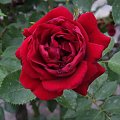 róża czerwona #róża #kwiat #rośłina #czerwony #czerwona #natura