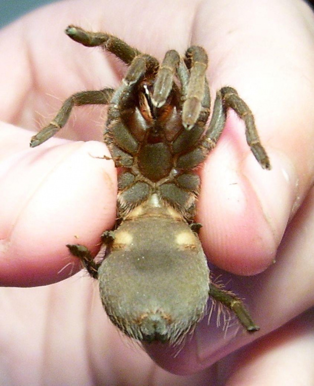 A. musculosa