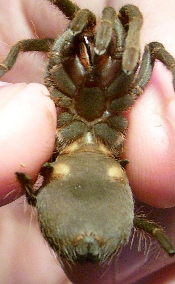 A. musculosa