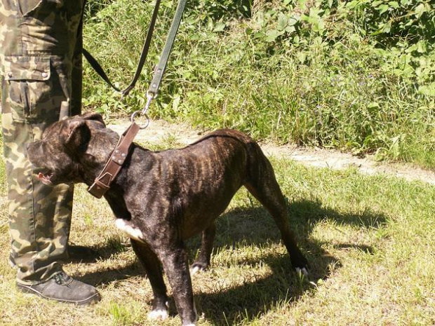 Sauron - bandog do adopcji w Gdyni...