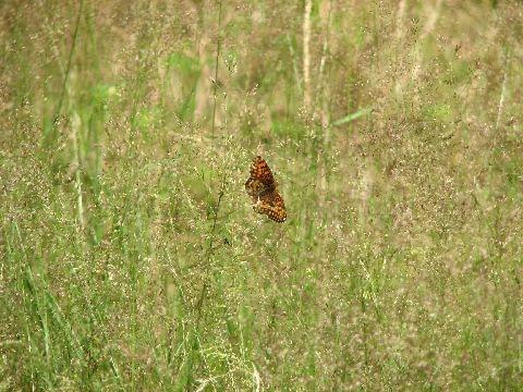 #Mazury #PuszczaPiska #Motyl