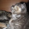 brysie Via Appia*Pl