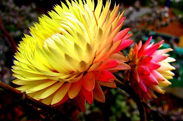 Grudniowy ogród #kwiaty #ogród #suszki