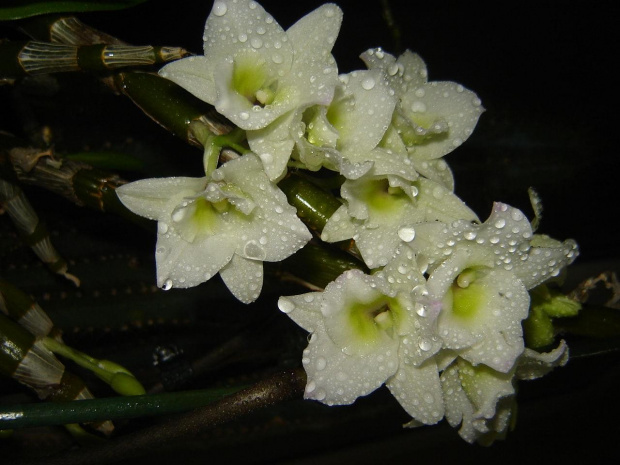 DENDROBIUM