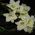 DENDROBIUM