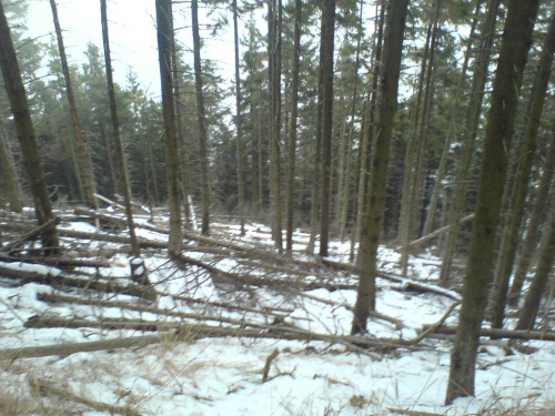 Droga ze schroniska na Śnieżniku w kierunku Międzygórza #ŚnieżnikSudety