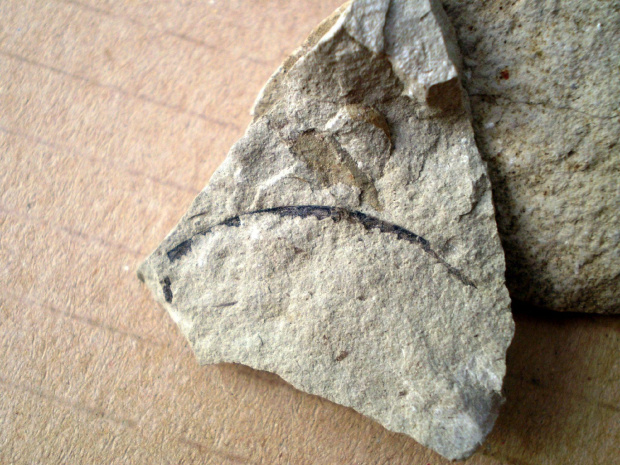 Fragment rabdozomu Cyrtograpus sp. Długość osobnika - 2,5 cm . Wiek : środkowy sylur ( wenlok ) . Data znalezienia : 2005 .