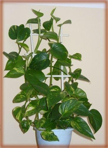 Epipremnum pinnatum