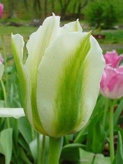 Spring Green #kwiaty #tulipany