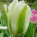 Spring Green #kwiaty #tulipany