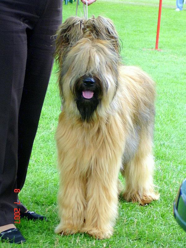 #briard #briardy #pies #psy #wystawa