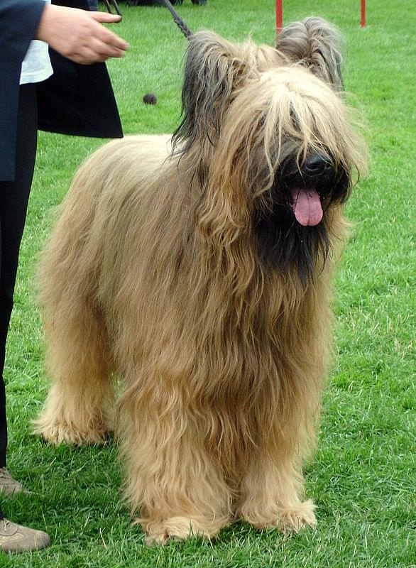 #briard #briardy #pies #psy #wystawa