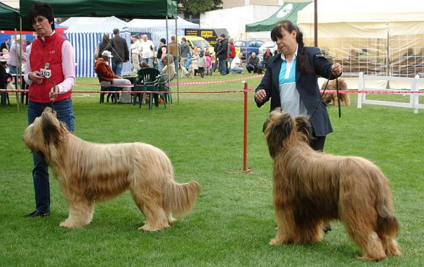 #briard #briardy #pies #psy #wystawa