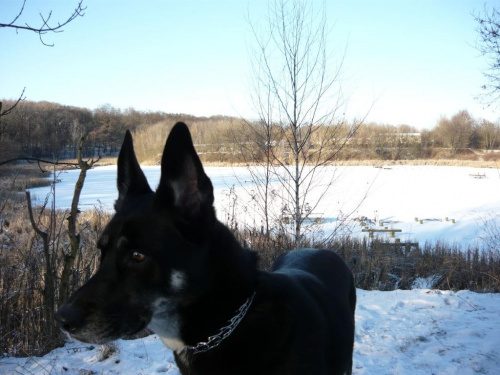 w zimowej szacie - spacer z Mimi #pies #psy #zwierzęta