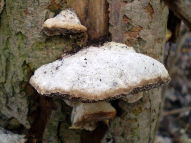 Wrośniak pachnący - Trametes suaveolens . Data : 18.02.2008. Miejscowość : Piaski Wielkopolskie .