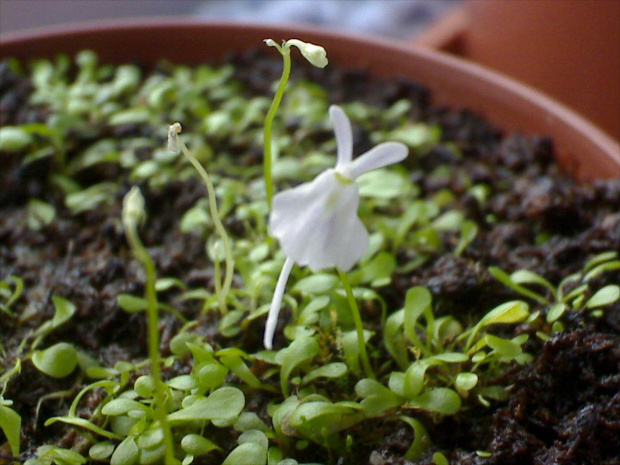 Utricularia sandersonii