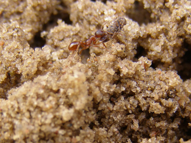 Mrówka, niosąca swą zdobycz. #Mrówka #owad #zdobycz #polowanie #piach #kamienie