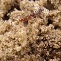 Mrówka, niosąca swą zdobycz. #Mrówka #owad #zdobycz #polowanie #piach #kamienie