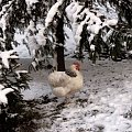 oj!!zimno jej było w łapkę:)) #zima