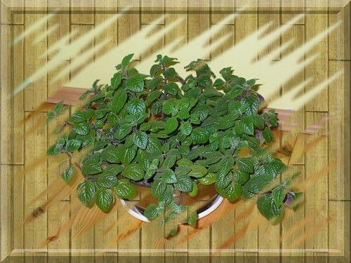 Plectranthus Nico