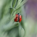 Biedroneczki są w kropeczki #MAKRO #przyroda #Owady #Łąka