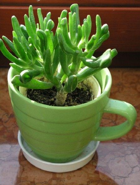 Crassula portulacea f. monstruosa 'Hobbit' (Grubosz)